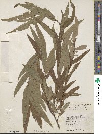 Salix caroliniana image