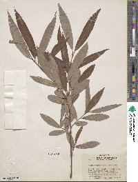 Salix caroliniana image