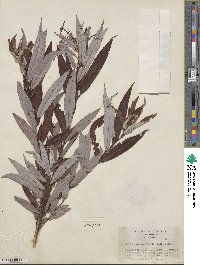 Salix caroliniana image