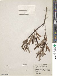 Salix caroliniana image