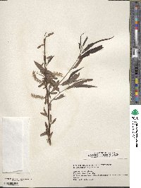 Salix caroliniana image