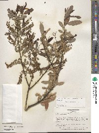 Salix caroliniana image