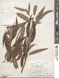 Salix caroliniana image