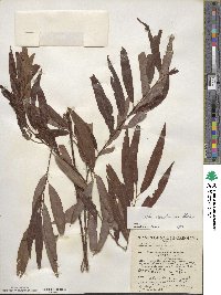 Salix caroliniana image