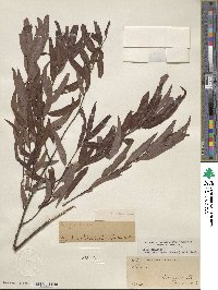 Salix caroliniana image