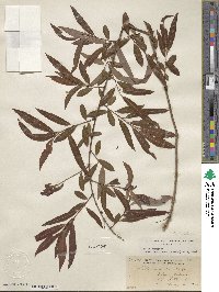 Salix caroliniana image