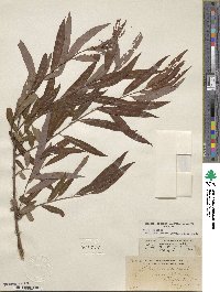 Salix caroliniana image