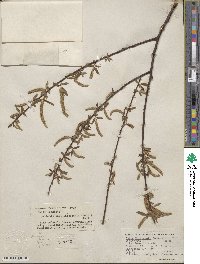 Salix caroliniana image