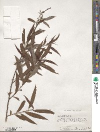 Salix caroliniana image