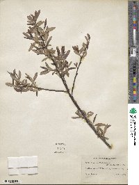 Salix caroliniana image