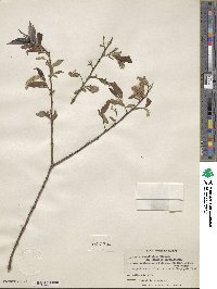 Salix caroliniana image