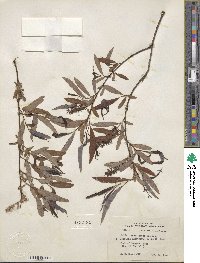 Salix caroliniana image