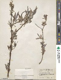 Salix caroliniana image