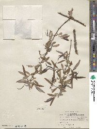 Salix caroliniana image