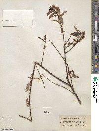 Salix caroliniana image