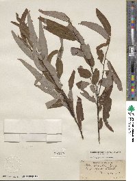 Salix caroliniana image