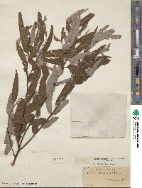 Salix caroliniana image