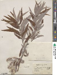 Salix caroliniana image