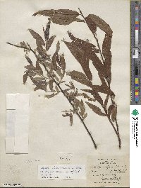 Salix caroliniana image