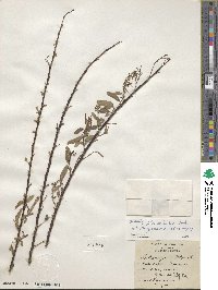 Salix caroliniana image