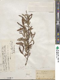 Salix caroliniana image