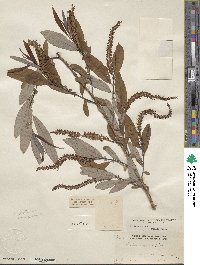 Salix caroliniana image