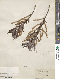 Salix caroliniana image