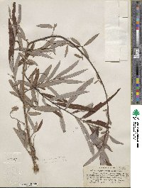 Salix caroliniana image