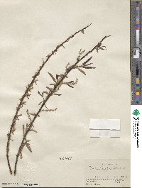 Salix caroliniana image