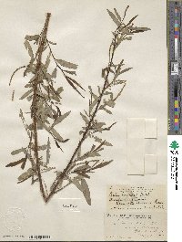 Salix caroliniana image