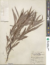 Salix caroliniana image