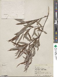 Salix caroliniana image