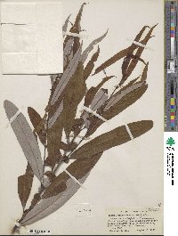 Salix caroliniana image