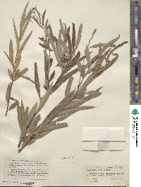 Salix caroliniana image