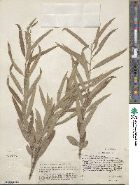 Salix caroliniana image