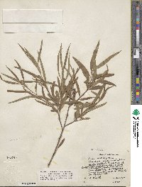 Salix caroliniana image