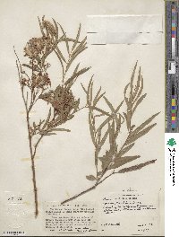 Salix caroliniana image