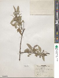 Salix caroliniana image