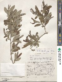 Salix caroliniana image