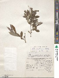 Salix caroliniana image