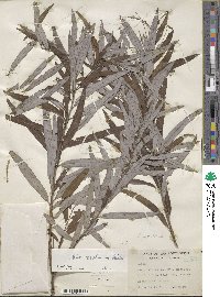 Salix caroliniana image