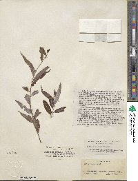 Salix caroliniana image