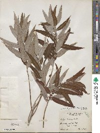 Salix caroliniana image