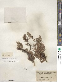 Salix cascadensis image