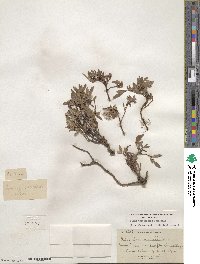 Salix cascadensis image