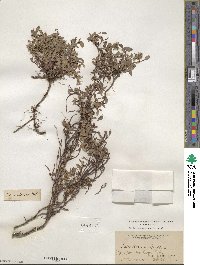 Salix cascadensis image