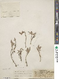 Salix cascadensis image