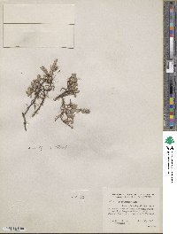 Salix cascadensis image