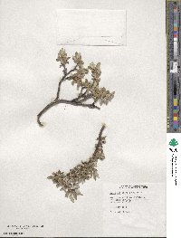 Salix cascadensis image