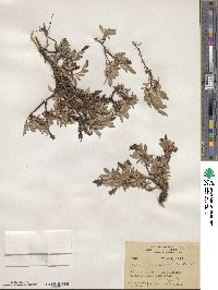 Salix cascadensis image